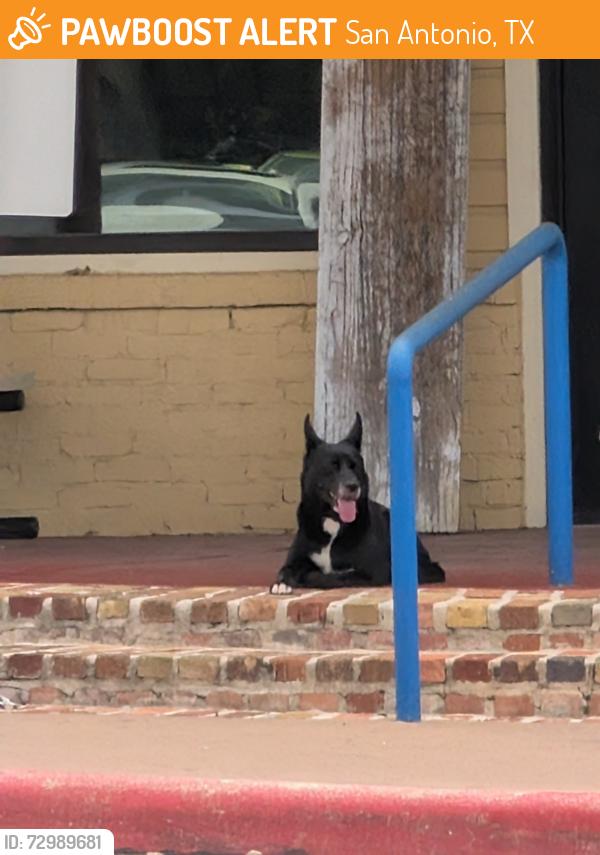 Found/Stray Unknown Dog last seen Baywater Dr and 410 Access Rd, San Antonio, TX 78229