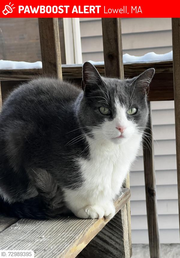 Lost Male Cat last seen Branch St/Grove St, Lowell, MA 01851