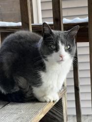 Lost Male Cat last seen Branch St/Grove St, Lowell, MA 01851