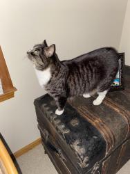 Lost Female Cat last seen Brandymill and 707, Myrtle Beach, SC 29588