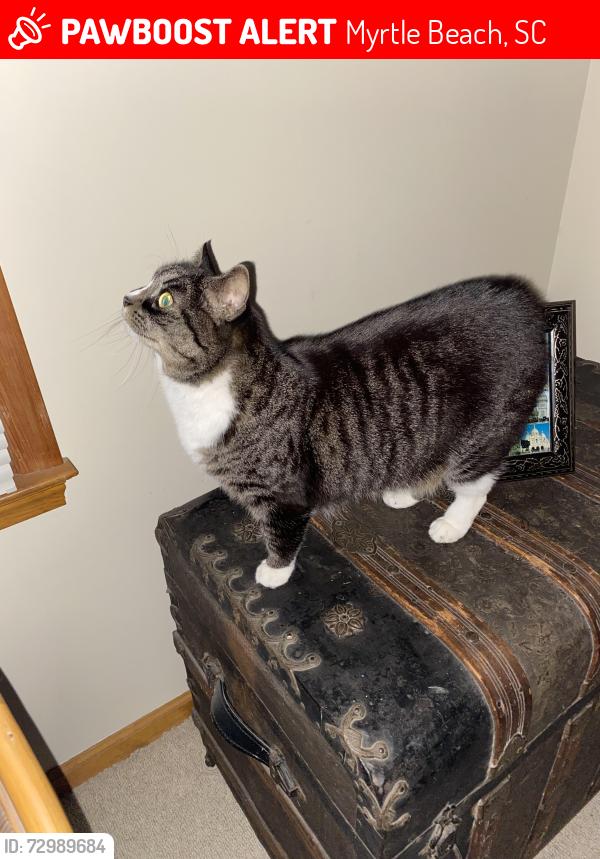 Lost Female Cat last seen Brandymill and 707, Myrtle Beach, SC 29588