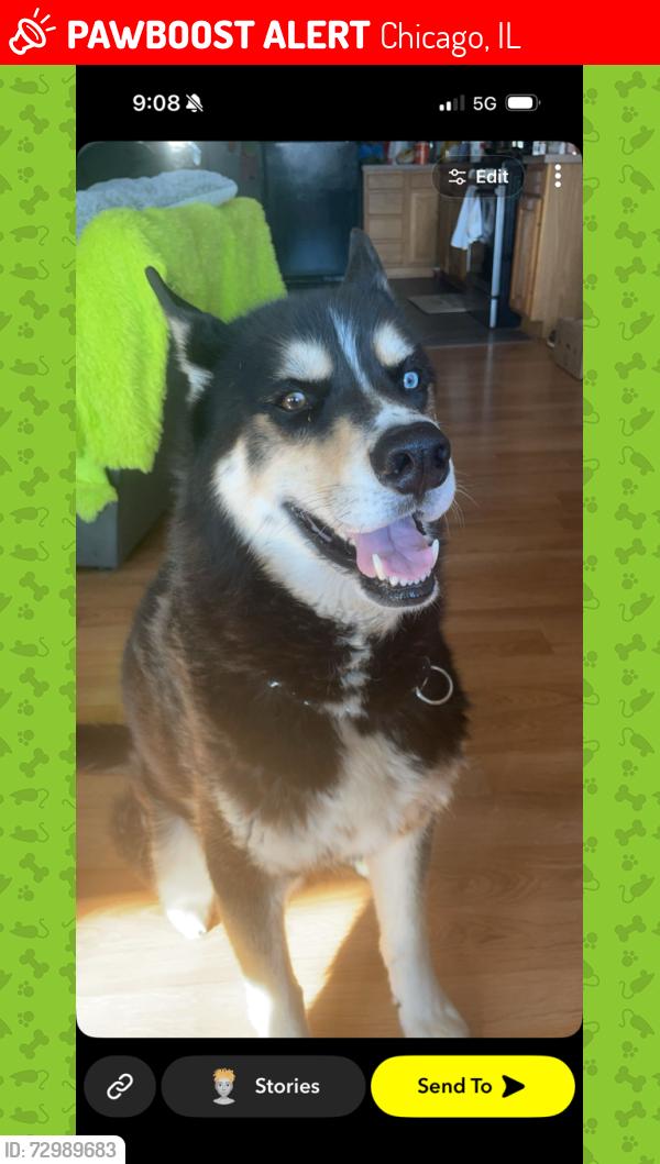 Lost Male Dog last seen 115th Homan, Chicago, IL 60655
