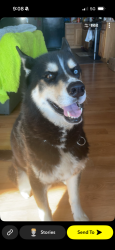Lost Male Dog last seen 115th Homan, Chicago, IL 60655