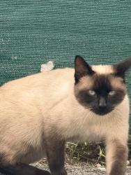 Found/Stray Male Cat last seen Near Antioch pike, Nashville, TN 37013