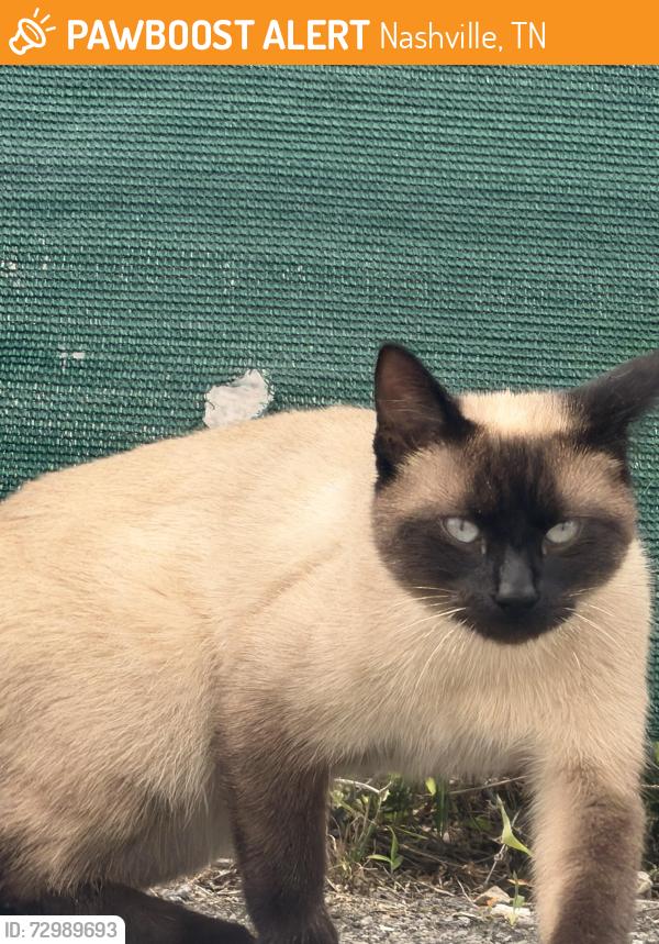 Found/Stray Male Cat last seen Near Antioch pike, Nashville, TN 37013