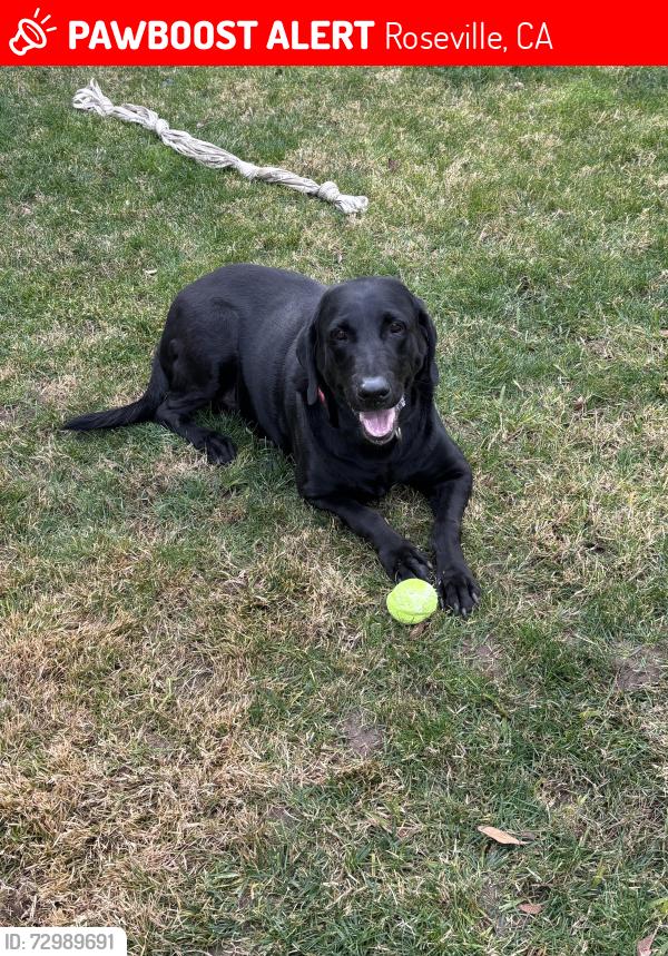 Lost Male Dog last seen Seirra garden , Roseville, CA 95661