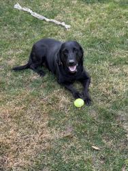Lost Male Dog last seen Seirra garden , Roseville, CA 95661