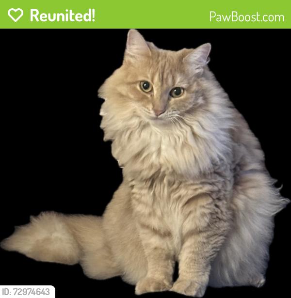 Reunited Female Cat last seen Pinecrest Dr, Cascade Court, Pioneer St, Route 2A, Essex Junction, VT 05452