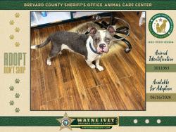 Shelter Stray Female Dog last seen Powell Road NW, PALM BAY, FL, 32907, 5100 W Eau Gallie Blvd, Melbourne, FL 32934, USA