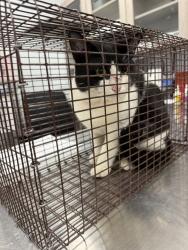 Shelter Stray Male Cat last seen Near Glouchester Road, LAFAYETTE, LA, 70506, 410 Dugas Rd, Lafayette, LA 70507, USA