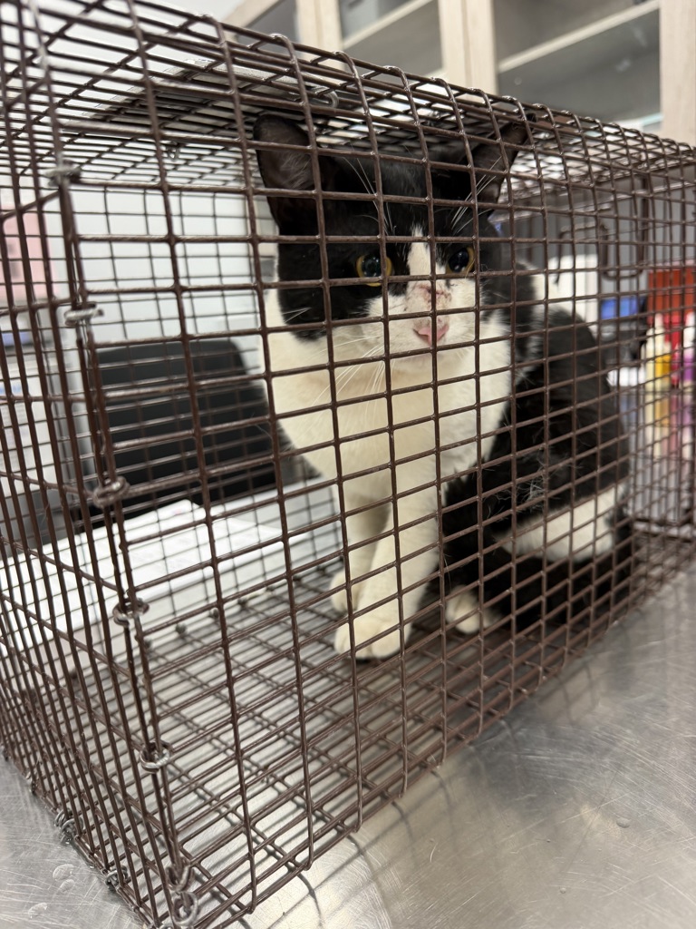 Shelter Stray Male Cat last seen Near Glouchester Road, LAFAYETTE, LA, 70506, 410 Dugas Rd, Lafayette, LA 70507, USA
