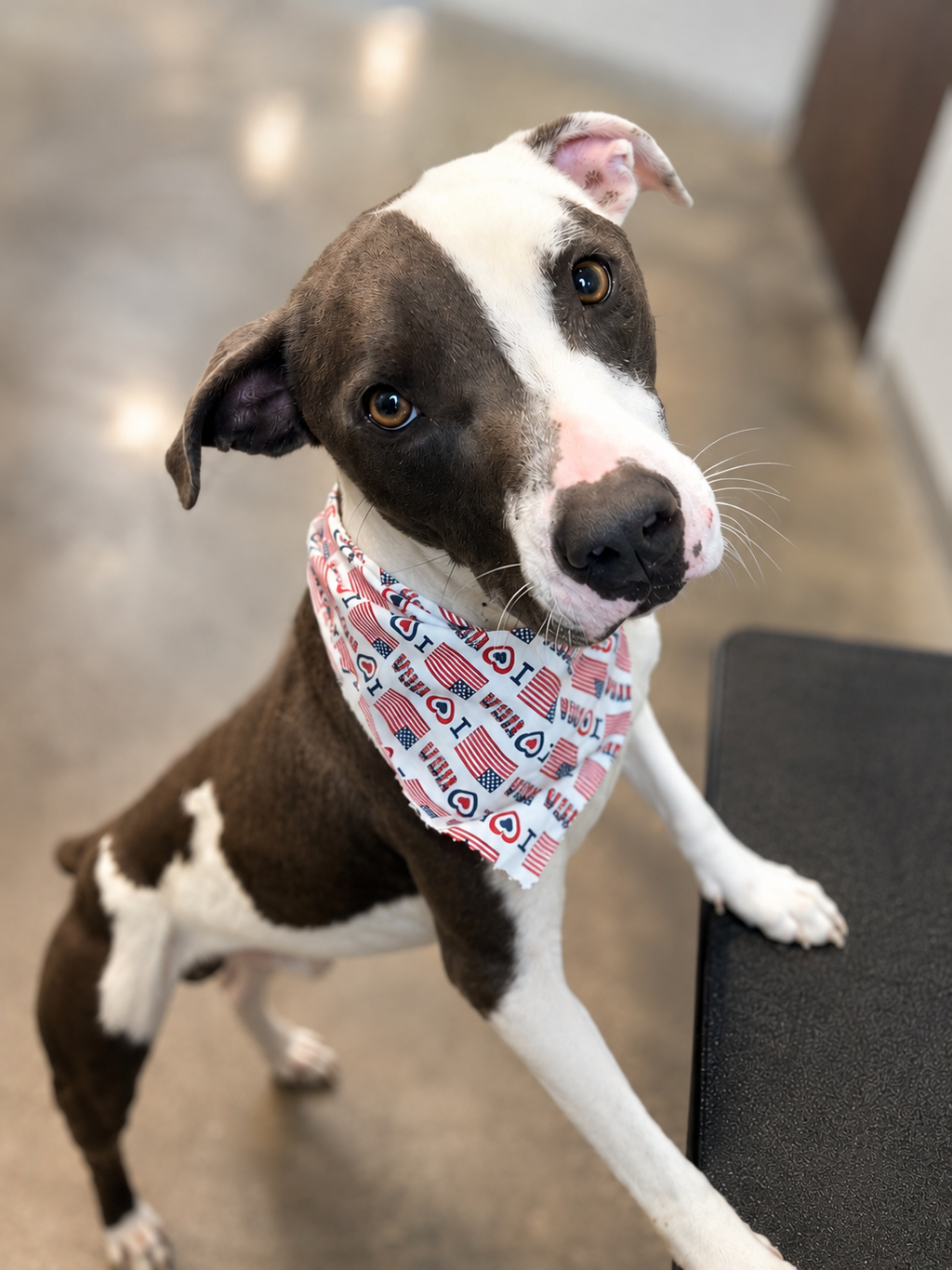 Shelter Stray Male Dog last seen LA, 410 Dugas Rd, Lafayette, LA 70507, USA