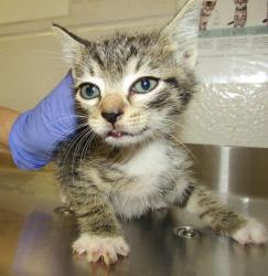 Shelter Stray Male Cat last seen Near Palafox Court, RALEIGH, NC, 27604, 820 Beacon Lake Dr, Raleigh, NC 27610, USA