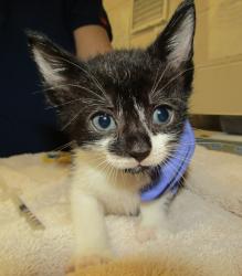 Shelter Stray Unknown Cat last seen Near Palafox Court, RALEIGH, NC, 27604, 820 Beacon Lake Dr, Raleigh, NC 27610, USA