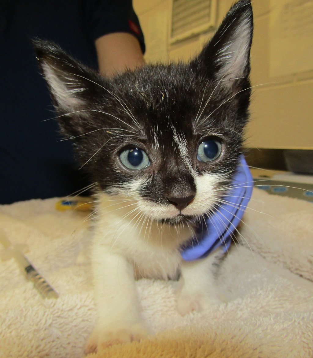 Shelter Stray Unknown Cat last seen Near Palafox Court, RALEIGH, NC, 27604, 820 Beacon Lake Dr, Raleigh, NC 27610, USA