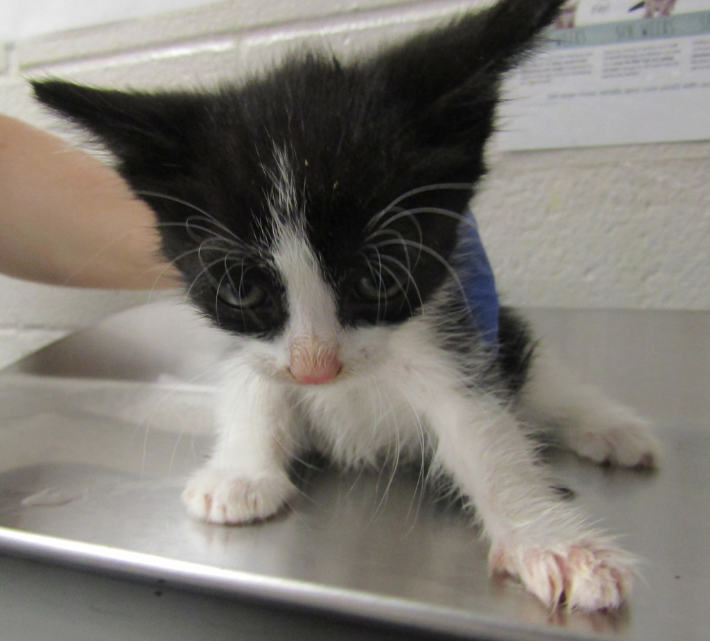 Shelter Stray Female Cat last seen Near Palafox Court, RALEIGH, NC, 27604, 820 Beacon Lake Dr, Raleigh, NC 27610, USA