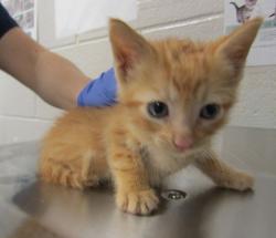 Shelter Stray Male Cat last seen Near Palafox Court, RALEIGH, NC, 27604, 820 Beacon Lake Dr, Raleigh, NC 27610, USA