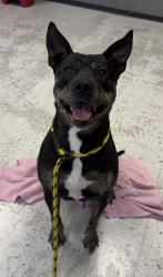 Shelter Stray Female Dog last seen Near S Riverside Drive, SALT LAKE CITY, UT, 84104, 511 W 3900 S, Salt Lake City, UT 84123, USA