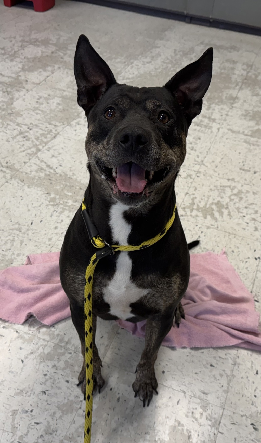 Shelter Stray Female Dog last seen Near S Riverside Drive, SALT LAKE CITY, UT, 84104, 511 W 3900 S, Salt Lake City, UT 84123, USA