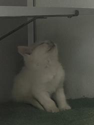 Shelter Stray Female Cat last seen Near S 2200 W, Bluffdale, UT, 84065, 511 W 3900 S, Salt Lake City, UT 84123, USA