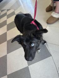 Found/Stray Male Dog last seen Parkway Villages apmts, Memphis, TN 38118
