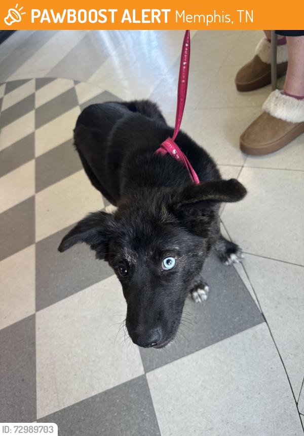 Found/Stray Male Dog last seen Parkway Villages apmts , Memphis, TN 38118