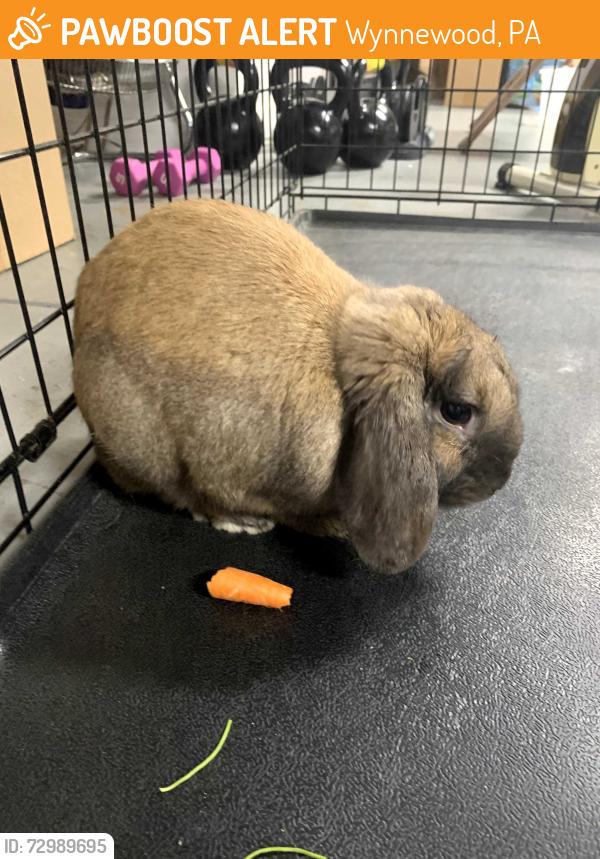 Found/Stray Male Rabbit last seen Shortridge Drive & Wickfield Road, Wynnewood, PA 19096
