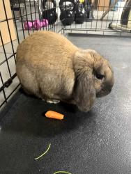 Found/Stray Male Rabbit last seen Shortridge Drive & Wickfield Road, Wynnewood, PA 19096