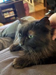 Reunited Female Cat last seen South Haven Blvd and Equinox Terrace , Lafayette, IN 47909