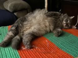 Lost Female Cat last seen Near north paolo verdi avenue tucson a z 85716, Tucson, AZ 85716