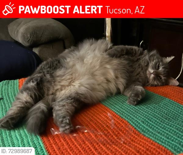 Lost Female Cat last seen Near north paolo verdi avenue tucson a z 85716, Tucson, AZ 85716