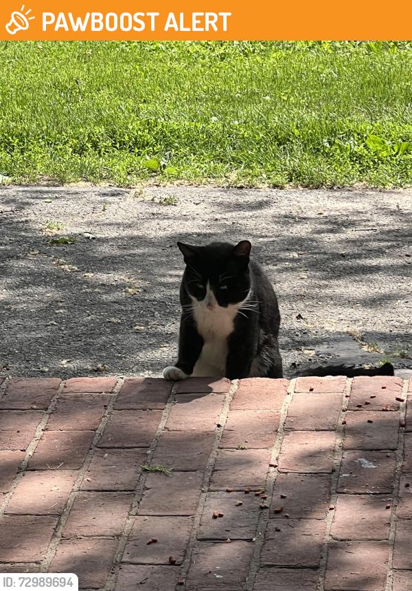 Found/Stray Unknown Cat last seen Near and OldPlains Rd, Milford Township, PA 18073