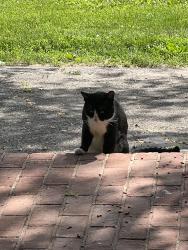 Found/Stray Unknown Cat last seen Near and OldPlains Rd, Milford Township, PA 18073