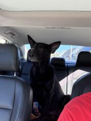Reunited Unknown Dog last seen Near Lockhaven Dr, Pacifica, CA 94044, USA, Pacifica, CA 94044