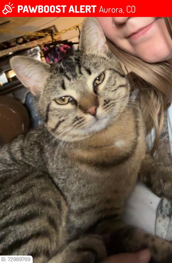 Lost Male Cat last seen montview blvd and sable , Aurora, CO 80011
