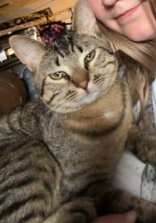 Lost Male Cat last seen montview blvd and sable , Aurora, CO 80011