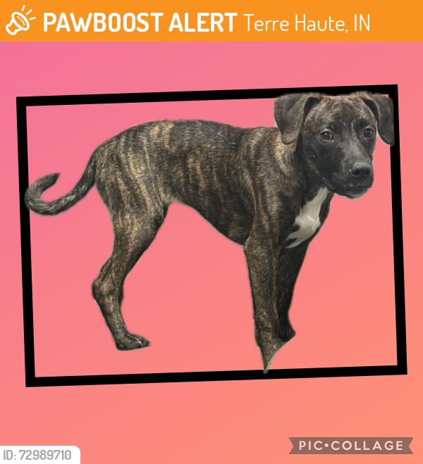 Found/Stray Female Dog last seen Washington and 9th st , Terre Haute, IN 47807