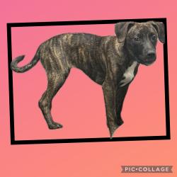 Found/Stray Female Dog last seen Washington and 9th st , Terre Haute, IN 47807