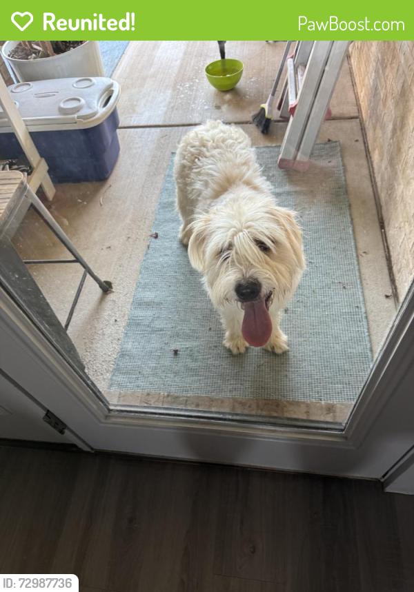 Reunited Male Dog last seen Near 17th St, Lubbock, TX 79407, USA, Lubbock, TX 79407