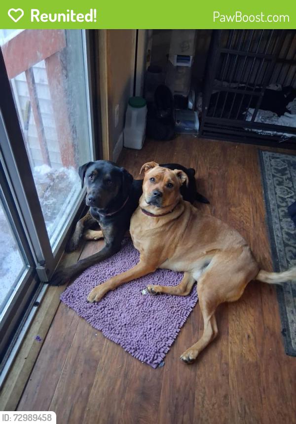Reunited Unknown Dog last seen Carr Rd Muskegon Mi, Muskegon, MI 49442