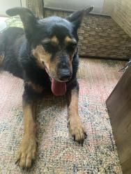 Reunited Unknown Dog last seen Sadie Way/Carver Drive, Pender County, NC 28457