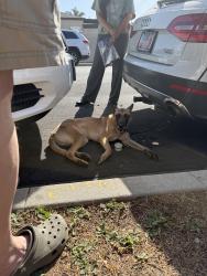 Reunited Female Dog last seen Gilmore Ave/ Mascagni, Los Angeles, CA 90066