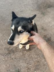 Found/Stray Unknown Dog last seen Magnolia and Speedway, Tucson, AZ 85712