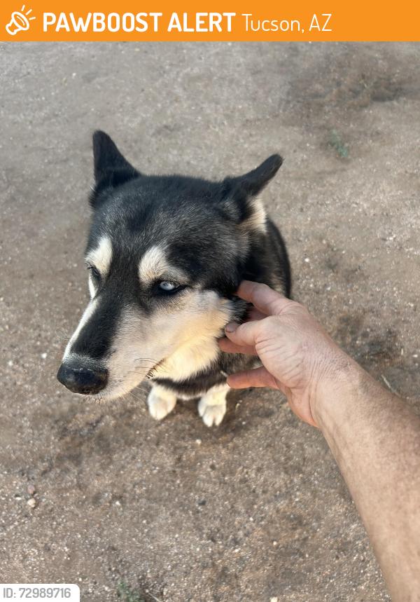 Found/Stray Unknown Dog last seen Magnolia and Speedway, Tucson, AZ 85712