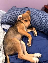 Reunited Female Dog last seen E Smithfield St., Angier, NC 27501
