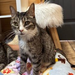 Shelter Stray Female Cat last seen , 2951 S 1st St, Cabot, AR 72023, USA