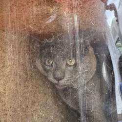 Shelter Stray Male Cat last seen , Animal Care & Control Team of Philly, 111 W Hunting Park Ave, Philadelphia, PA 19140, USA