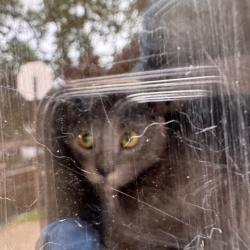 Shelter Stray Female Cat last seen , Animal Care & Control Team of Philly, 111 W Hunting Park Ave, Philadelphia, PA 19140, USA
