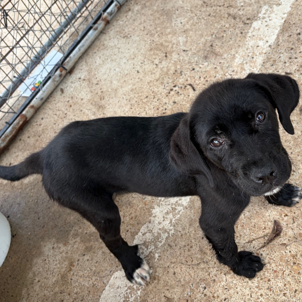 Shelter Stray Female Dog last seen , 141 Canna Ln, Lake Jackson, TX 77566, USA