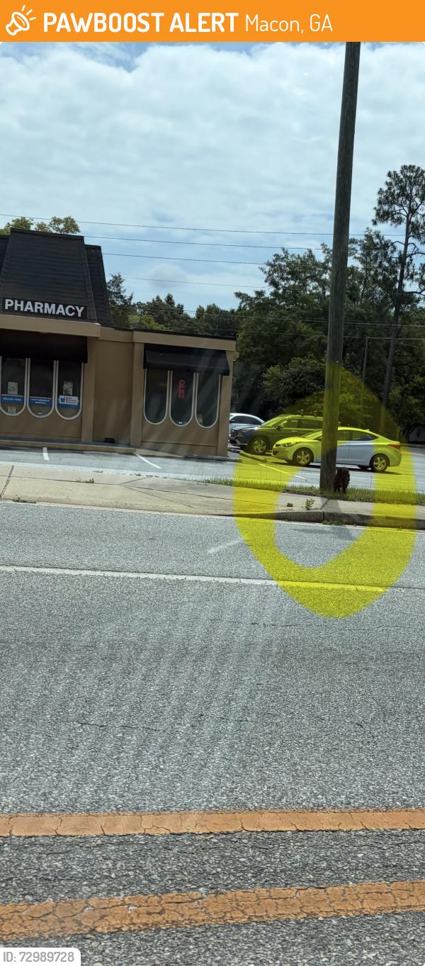 Found/Stray Unknown Dog last seen In front of Paul’s pharmacy. About to get hit., Macon, GA 31206
